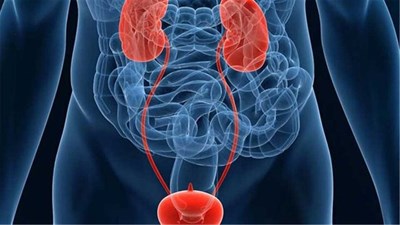 Факторы риска онкологии мочеполовой системы